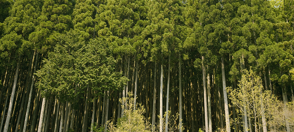 勝山木材ふれあい会館